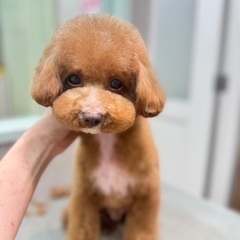 大至急‼️飼い主が母国に帰国するため、里親募集