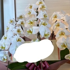 胡蝶蘭2個とシンビジウム1個