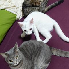 名古屋の猫好き集まれ(*ΦωΦ) - メンバー募集