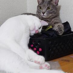 名古屋の猫好き集まれ(*ΦωΦ) − 愛知県