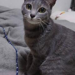 名古屋の猫好き集まれ(*ΦωΦ) - 名古屋市