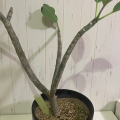 プルメリアの画像