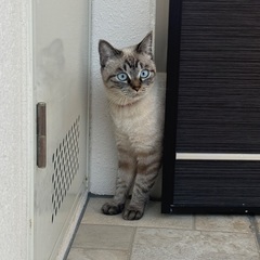 猫が行方不明に
