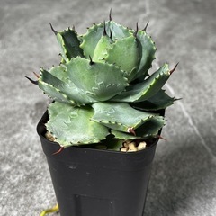 アガべ【雷神】 珍奇植物 多肉植物
