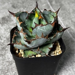 アガべ【ブラックアンドブルー】 珍奇植物 多肉植物