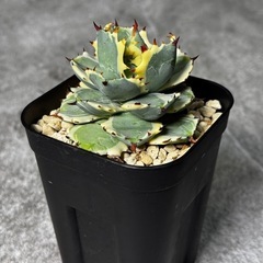 アガべ【兜蟹錦】 珍奇植物 多肉植物