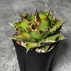 アガべ【フェリグリー】 珍奇植物 多肉植物