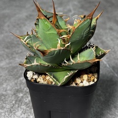 アガべ【オテロイ① 】 珍奇植物 多肉植物