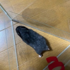 ハムスターの里親さん募集 − 福井県