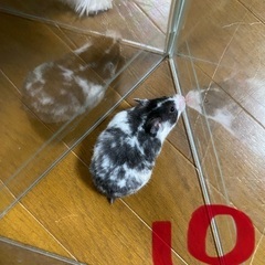 ハムスターの里親さん募集 - 里親募集
