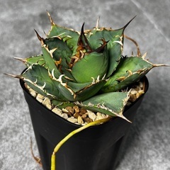 アガべ【覇王竜】 珍奇植物 多肉植物