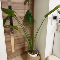 ストレリチア　大
