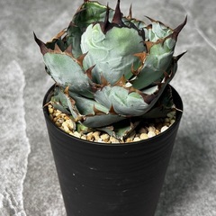 アガべ【ブラックアンドブルー】 珍奇植物 多肉植物