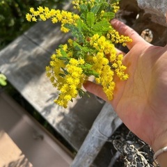 ミモザの画像