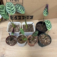鉢ごとワンコインから🌱　カラテア　フレディ マコヤナ 鉢ごと　苗　ミニ　ワンコイン　　株わけ　株のみも可能　相談　プランター セメント ポット　 丸形タイプ 底穴あり　クテナンテ　ブルレーマルクシー　スクエア　アーストーン　アースカラー　四角　鉢　観葉植物　ガーデン　マイナスイオン　上質な質感　植木鉢　アートストーン　素焼き　テラコッタ　インテリア　リビング　おしゃれ　癒し　可愛い　浄化　集中　ハイドロカルチャー　の画像