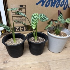 鉢ごとワンコインから🌱　カラテア　フレディ マコヤナ 鉢ごと　苗　ミニ　ワンコイン　　株わけ　株のみも可能　相談　プランター セメント ポット　 丸形タイプ 底穴あり　クテナンテ　ブルレーマルクシー　スクエア　アーストーン　アースカラー　四角　鉢　観葉植物　ガーデン　マイナスイオン　上質な質感　植木鉢　アートストーン　素焼き　テラコッタ　インテリア　リビング　おしゃれ　癒し　可愛い　浄化　集中　ハイドロカルチャー　の画像