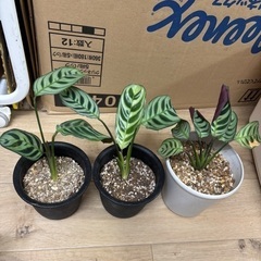 鉢ごとワンコインから🌱　カラテア　フレディ マコヤナ 鉢ごと　苗　ミニ　ワンコイン　　株わけ　株のみも可能　相談　プランター セメント ポット　 丸形タイプ 底穴あり　クテナンテ　ブルレーマルクシー　スクエア　アーストーン　アースカラー　四角　鉢　観葉植物　ガーデン　マイナスイオン　上質な質感　植木鉢　アートストーン　素焼き　テラコッタ　インテリア　リビング　おしゃれ　癒し　可愛い　浄化　集中　ハイドロカルチャー　の画像