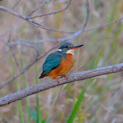 野鳥・星空写真撮影仲間募集 - 茅ヶ崎市