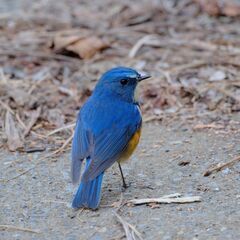 野鳥・星空写真撮影仲間募集