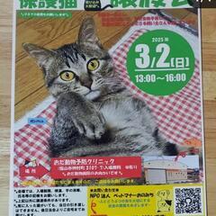 3月2日福山市神村町で保護猫の譲渡会