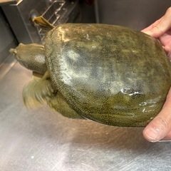 すっぽんの解体、下処理までやります
