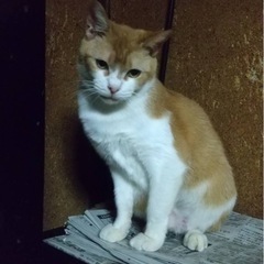 茶トラ白ミィちゃんメス6さい - 猫