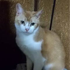 茶トラ白ミィちゃんメス6さい - 近江八幡市