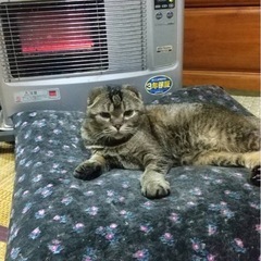 スコMIXキジトラポコちゃん6さい − 滋賀県