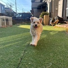 【飼い主様決まりました】マルプーの男の子🤍