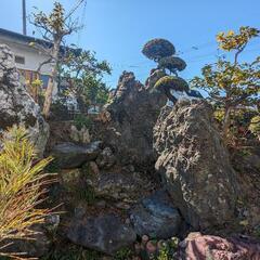 庭石差し上げますの画像