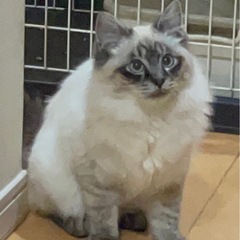 ★ もっこもこシャムmix長毛、妹の兄弟も保護しました。去勢、避妊予定です。落ち着いたら再投稿します。よろしくお願いいたします。シャムmix2匹メス、黒猫オスの仲良し3匹兄弟の仔猫です🐱 − 徳島県