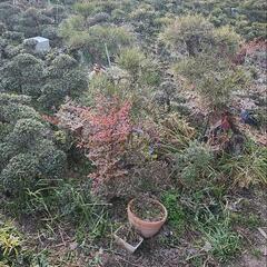 植木(ツゲ・マキ)