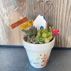 ミニ多肉寄せ植え小物セット①の画像