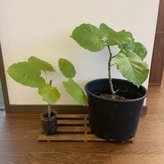 ウンベラータ
