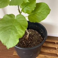 ウンベラータの画像