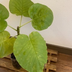 ウンベラータの画像