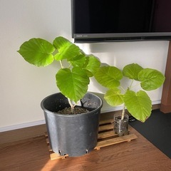 ウンベラータの画像
