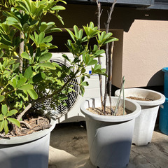無料　中古プラ大型植木鉢6個