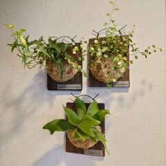 観葉植物 板付け3点セット(ワイヤープランツ、アイビー、ビカクシダ)