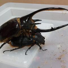 ネプチューンオオカブトの幼虫