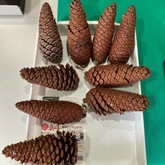 松ぼっくり‼️