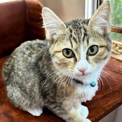 ３月8日（土）🏵️🌟ひな祭り🌟🏵️三鷹で猫の譲渡会　キジ 男の子...