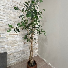 【3月4日まで】フェイクグリーン フィカス150cm フェイクグリーン 造花 観葉植物 ニトリの画像