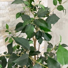 【3月4日まで】フェイクグリーン フィカス150cm フェイクグリーン 造花 観葉植物 ニトリの画像