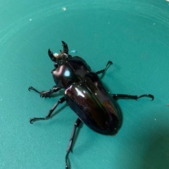 紫紺系ニジイロクワガタの画像