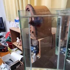 ベタ(ハーフムーンのメス)