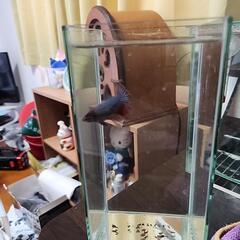 ベタ(ハーフムーンのメス)の画像