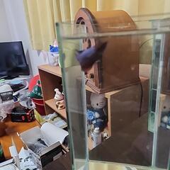 ベタ(ハーフムーンのメス)の画像