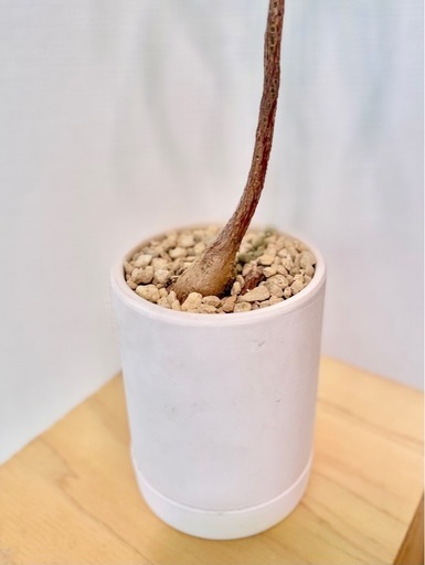 激安！75cm ボトルツリー　陶器鉢付き！スラっと圧迫感のない観葉植物