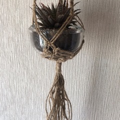 プラントハンガーの画像